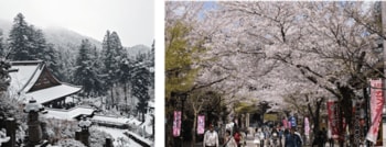 【岐阜・揖斐】圧巻の「桜のトンネル」から清々しい新緑まで。春の訪れを告げる、揖斐エリアの厳選スポットをご紹介雪解けの「天空の茶畑」や この時期しか出会えない幻の伝統野菜など
