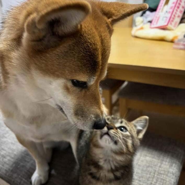 柴犬が好きすぎる子猫が話題！全身にくまなく甘がみやキスなど“激しい