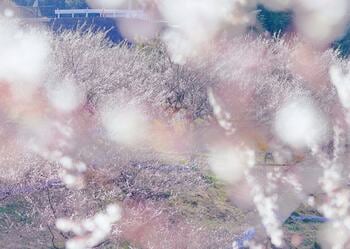 【2026年も開催！】和歌山Well-being Month