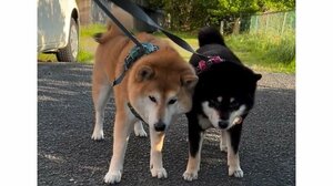 思わず笑ってしまう！2匹同時に“拒否柴”発動 “息ピッタリ”シンクロする親子わんこが「示し合わせてる？」「同盟組まないで」と話題【激かわアニマル奇跡の瞬間】