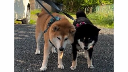 思わず笑ってしまう！2匹同時に“拒否柴”発動 “息ピッタリ”シンクロする親子わんこが「示し合わせてる？」「同盟組まないで」と話題【激かわアニマル奇跡の瞬間 年末スペシャル 柴犬DAY】
