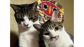 「こんな光景見た事ない！」仲間思いの猫が見せた驚きの行動に癒される人続出！「こんな優しい子がいるん？！」【激かわアニマル奇跡の瞬間】