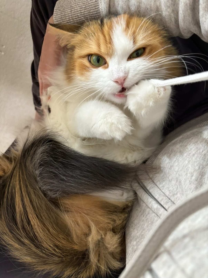 伝説のツチニャコ”発見！？飼い主が脱ぎ捨てた服に入り困り顔を