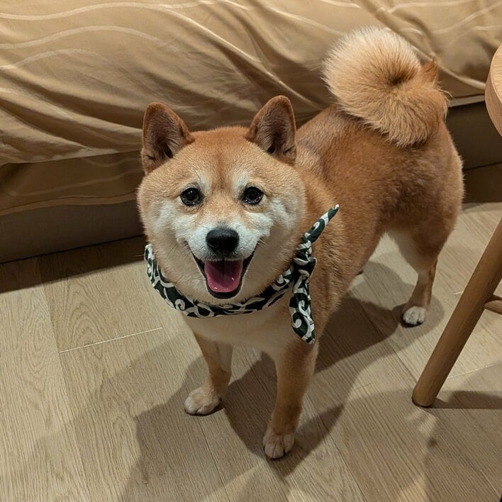 完全闇落ちした柴犬の“覚醒姿”が話題！「我を呼んだのはお前か？」封印