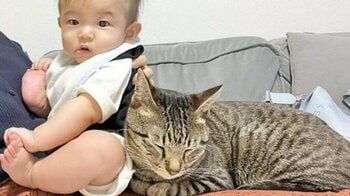 「何回も見ちゃう」“ママの抱っこ”を奪い合う猫と1歳の男の子が愛おしい！「最後のドヤ顔最高すぎる笑」勝者はどちらに…？【激かわキッズ＆アニマル奇跡の瞬間】