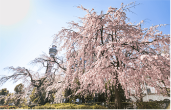 【第１０回】横浜の街を“丸ごと花でジャック”『ガーデンネックレス横浜２０２６』３月１９日（木）開幕