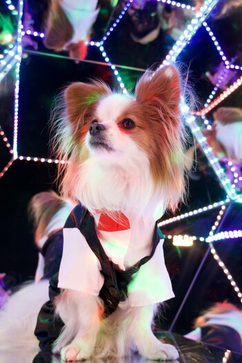 ペットの“家族化”が進む中、「じっとできないわんちゃん大歓迎」セルフフォトスタジオ『PILI Dog Studio』が東京・多摩にオープン