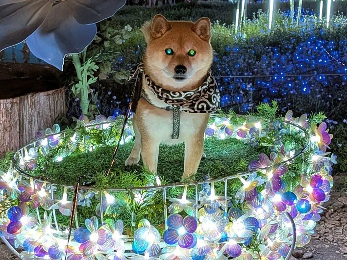 プロフ必読⭐︎黒柴ちゃん様 ATAO スリモ・ヴィトロ　セピアボルドー プロフ必読⭐︎黒柴ちゃん様 ATAO スリモ・ヴィトロ セピア