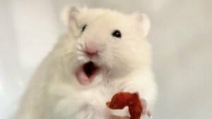 「盛大に吹きました！」“なさけないハムスターの写真選手権”がSNSで話題！クスッと笑える写真大集結【激かわアニマル奇跡の瞬間】