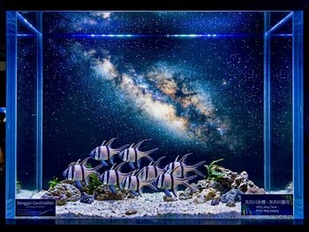 【南知多ビーチランド】七夕限定イベントを開催！天の川をイメージした特設水槽や、星空の秘密基地が登場＜愛知＞