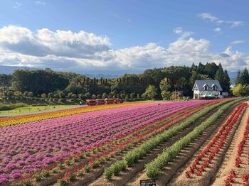 【岐阜・ひるがの高原】シルバーウィークに秋の花畑が見頃！「ひるがの高原 牧歌の里」～９月21日「敬老の日」は65歳以上入園無料～