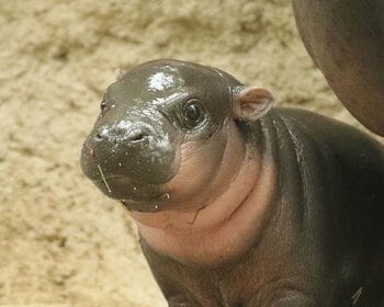 ムチムチ赤ちゃんが尊い 世界三大珍獣コビトカバの魅力に迫る『コビトカバまるごとBOOK』が発売