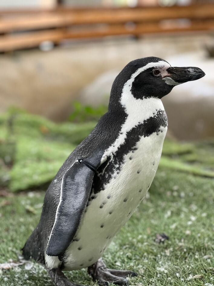 ちょびひげペンギン爆誕！那須どうぶつ王国が投稿したダンディーな