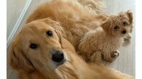 「永遠に見れる」大型犬と小型犬が初対面の“幸せな光景”に大反響！ビビりなゴールデン・レトリーバー＆積極的アピールのマルプーにSNS悶絶【激かわアニマル奇跡の瞬間】