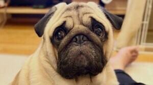 犬というより人！？パグが“溶けている”無防備な姿に反響！豪快なイビキで完全に夢の中へ…愛らしさ満点の爆睡ポーズに「前世は人に違いない」【激かわアニマル奇跡の瞬間】