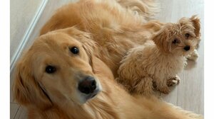 「永遠に見れる」大型犬と小型犬が初対面の“幸せな光景”に大反響！ビビりなゴールデン・レトリーバー＆積極的アピールのマルプーにSNS悶絶【激かわアニマル奇跡の瞬間】