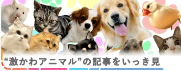 激かわアニマル奇跡の瞬間