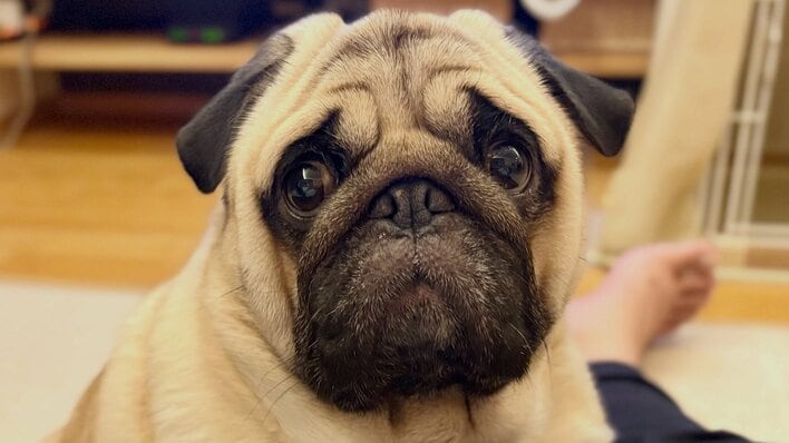 犬というより人！？パグが“溶けている”無防備な姿に反響！豪快なイビキで完全に夢の中へ…愛らしさ満点の爆睡ポーズに「前世は人に違いない」【激かわアニマル奇跡の瞬間】
