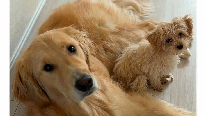 「永遠に見れる」大型犬と小型犬が初対面の“幸せな光景”に大反響！ビビりなゴールデン・レトリーバー＆積極的アピールのマルプーにSNS悶絶【激かわアニマル奇跡の瞬間】
