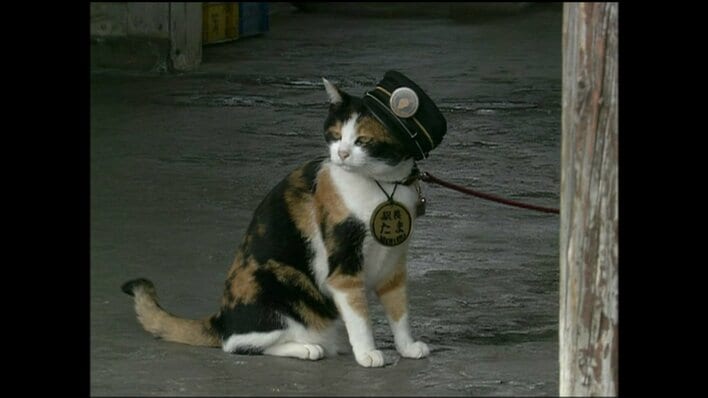 全国的アイドル】18年前和歌山・貴志川線の廃線危機を救ったネコ