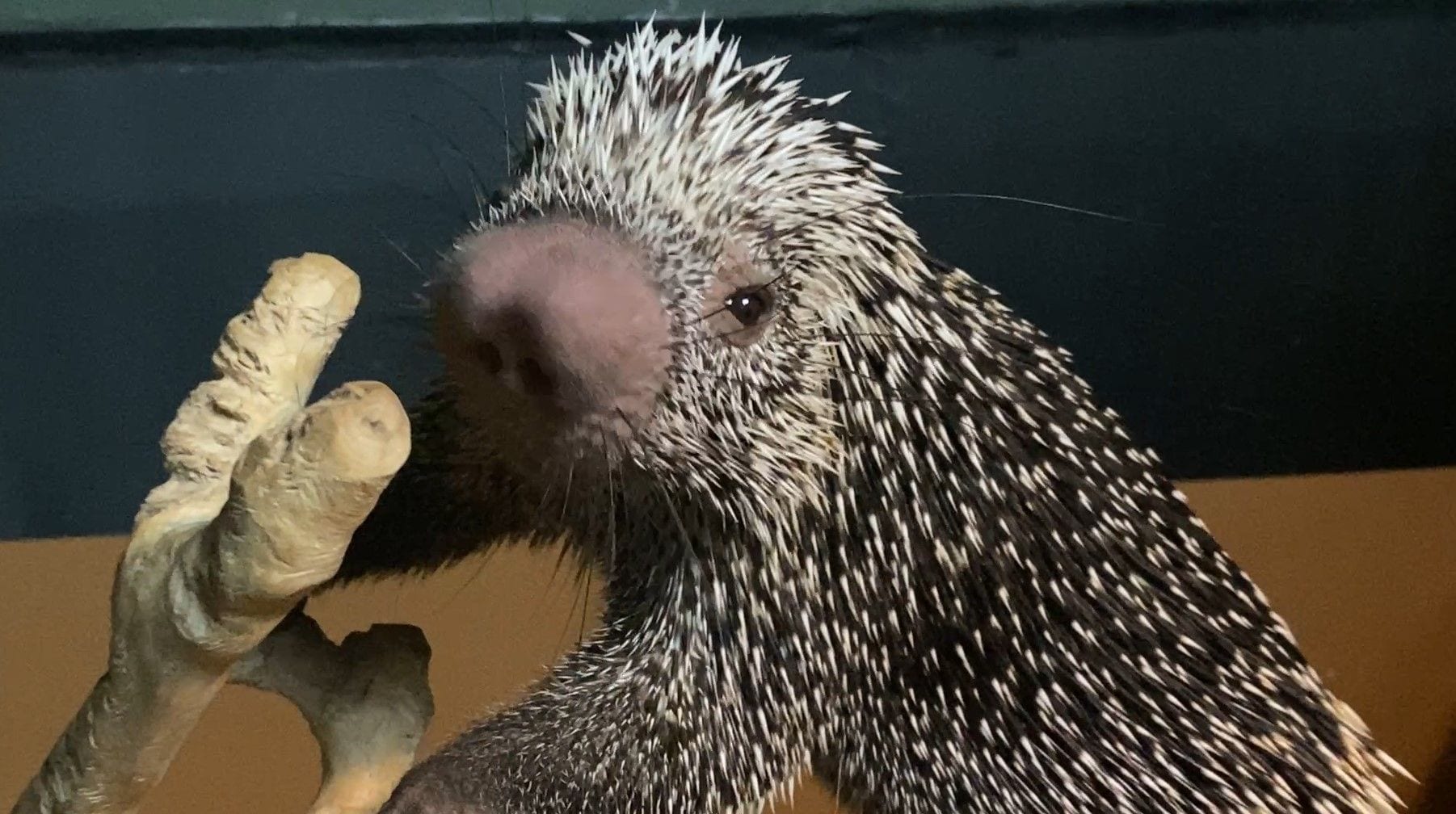 フィギュアかと…」カワスイの動物があるキャラクターに激似と話題 