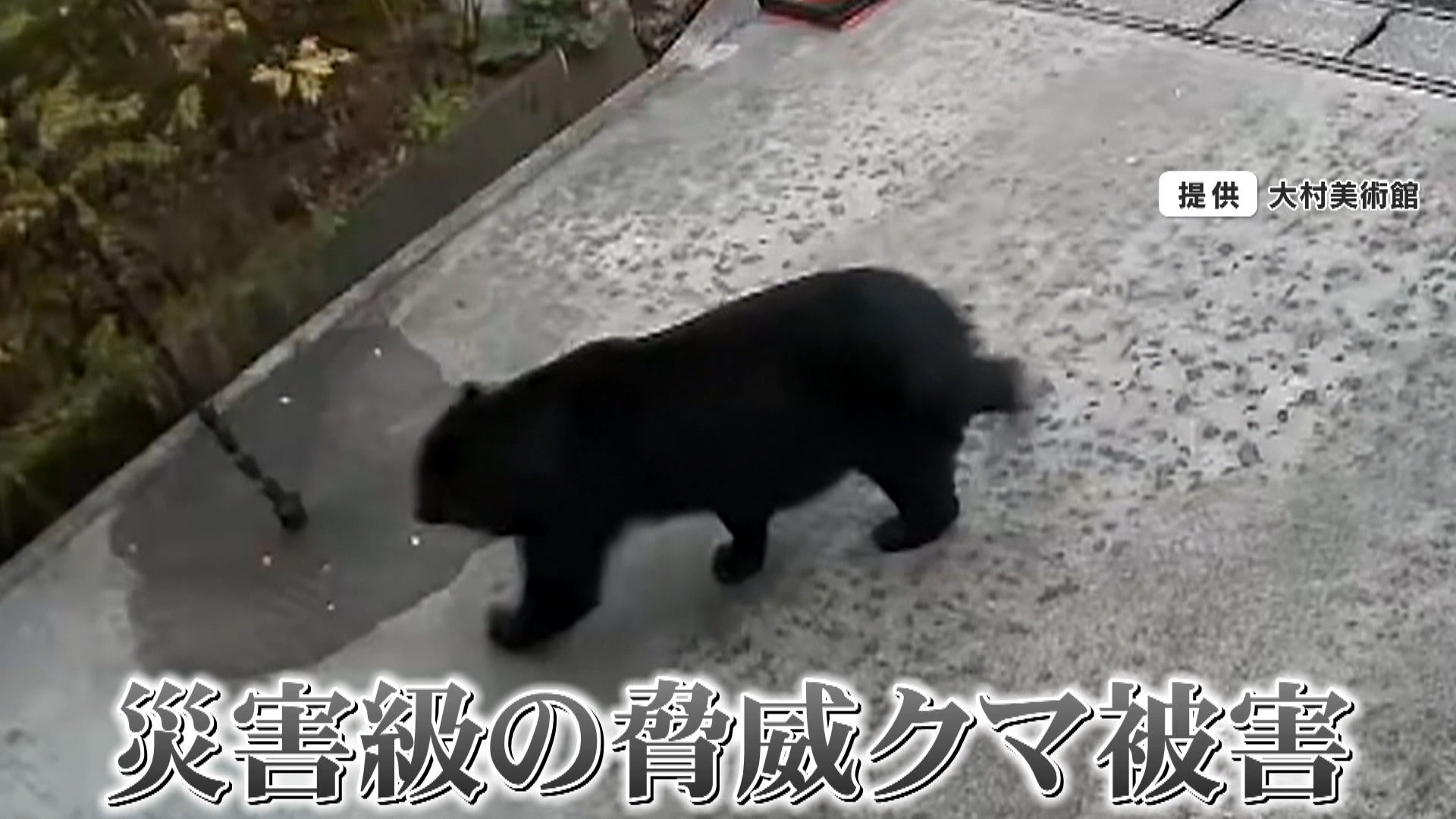 過去最悪】「クマの動物園に入った気分」クマ人的被害相次ぐ秋田を取材