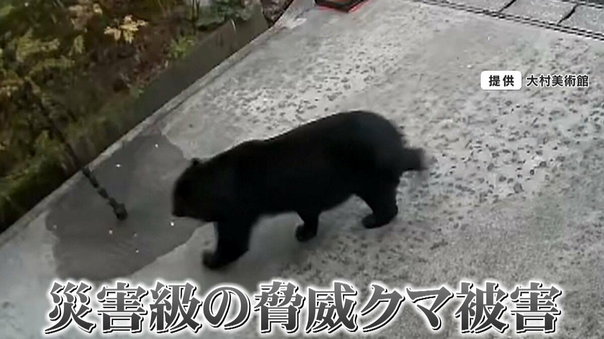 くまこ 週末発送 過去最悪】「クマの動物園に入った気分」クマ人的被害相次ぐ秋田を取材
