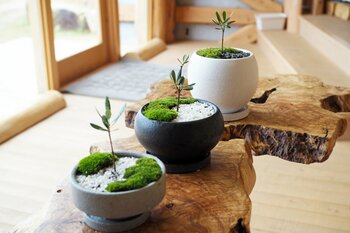 「樹齢千年のオリーヴ大樹」のDNAを継承する「オリーブ盆栽づくり」体験プログラムをスタート