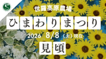 【広島／世羅】ひまわりが見頃を迎えています《世羅高原農場》 ひまわりまつりは8月23日（日）まで