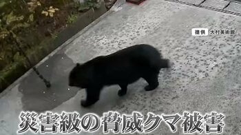 【過去最悪】「クマの動物園に入った気分」クマ人的被害相次ぐ秋田を取材　日常も一変「クマいたらどうすると家族で相談」