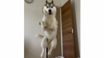 動物の“飛んでる”写真が大集結！低空飛行ワンコや脱走するウサギなど「想像以上に癒しでいっぱい」【激かわアニマル奇跡の瞬間】