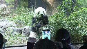 【返還迫る】シャオシャオ&レイレイ最後の週末…別れを惜しむ人たち　それぞれの“パンダ愛”「常に癒やし」「恋のキューピッド」