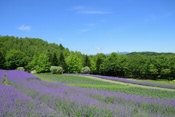 【夏空に映える青紫色の絨毯】ネペタ“ウォーカーズロウ”見頃です！（国営滝野すずらん丘陵公園）