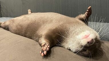 カワウソのウーちゃん「理想の休み方」披露！？あおむけでエサを食べ