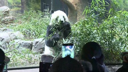 【返還迫る】シャオシャオ&レイレイ最後の週末…別れを惜しむ人たち　それぞれの“パンダ愛”「常に癒やし」「恋のキューピッド」