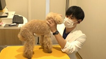 【密着】ペットの命つなぐ…真夜中の動物病院　緊急外来の獣医師たちが奮闘　突然の発作・腫瘍破裂　緊急入院も