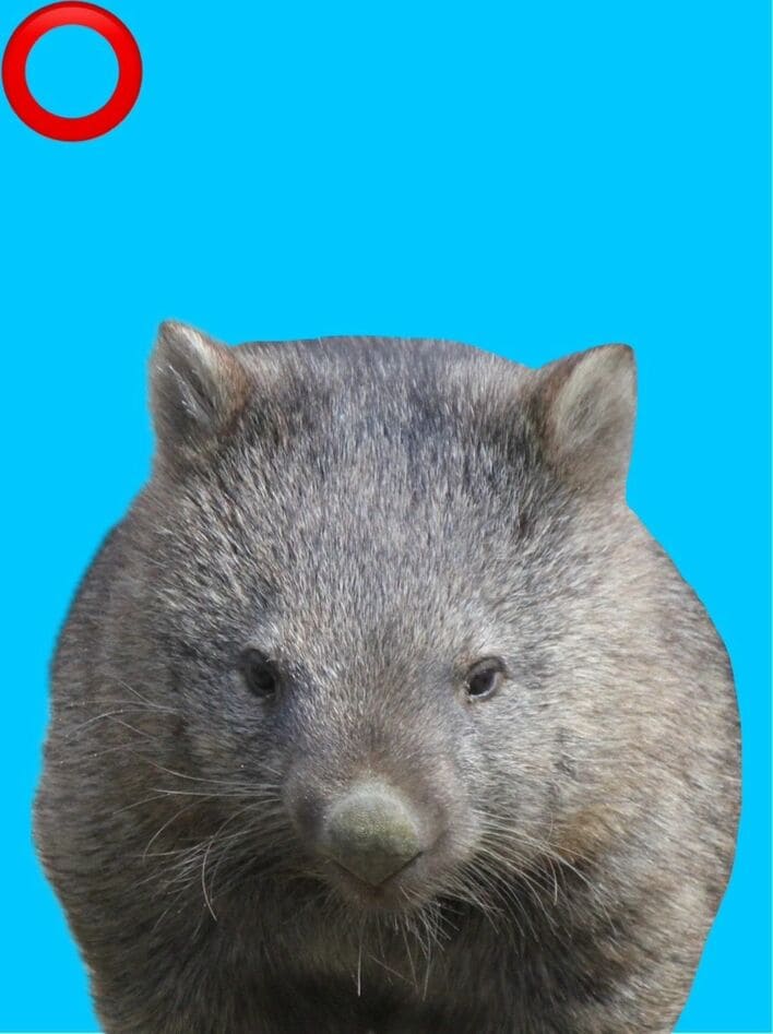 かわいすぎる“証明写真” ずんぐりウォンバットの『口を開けている