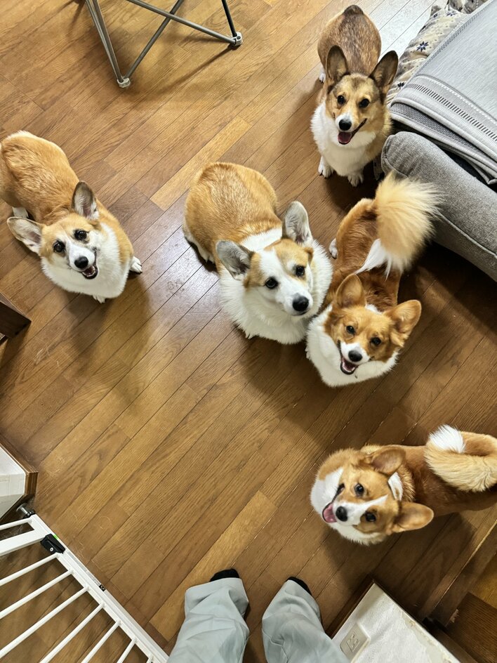 モフモフがいっぱい」うたた寝する飼い主を囲む“5匹のコーギー