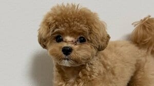 “突然充電が切れる”0歳のマルプーに反響！小さな体で爆走からの急停止に「ぬいぐるみが動いているみたい」【激かわアニマル奇跡の瞬間】