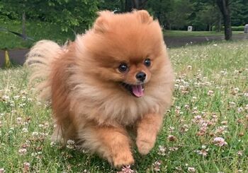 謎生物！？ポメラニアンが衝撃の姿に…「お風呂にきのこ生えてた」ワンちゃんのシャワータイムを激写！【激かわアニマル奇跡の瞬間】