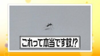 【注意】9月から蚊が“活発化”ピークこれから「必死に血を吸いにくる」知っておきたい“ウワサ”の真相　毛深い人は刺されにくい？