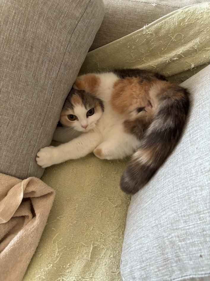 ♡ねむり猫様確認ページ♡ 伝説のツチニャコ”発見！？飼い主が脱ぎ捨てた服に入り困り顔を