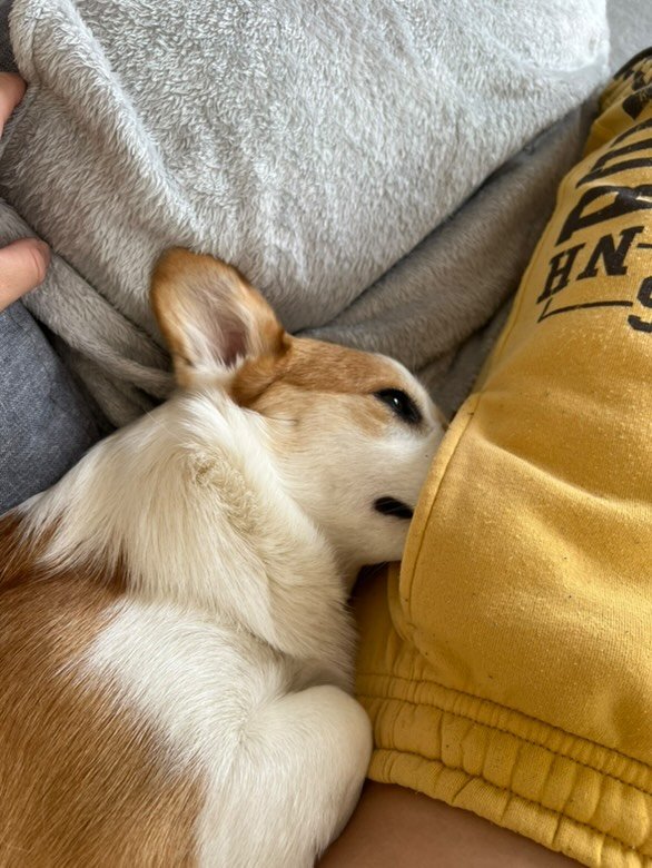 確信犯すぎ」“絶対に起き上がりたくない”寂しがり屋わんこの甘え方が