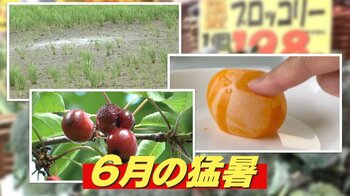 6月の“異例の猛暑”で夏野菜が高騰「高温の影響で2 倍」　コメや果物にも影響…鶏が“ぶよぶよ”の卵を産むように