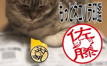 印鑑の常識を覆すことでクラウドファンディングで話題となった「もっとネコハラ印鑑」が9月15日より正式発売開始名前を隠すように箱座りした猫のデザインが20品種に大幅拡充