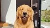 嗅覚レベルゼロ！？かくれんぼで“自信なさすぎ”なゴールデン・レトリーバーの行動に反響！飼い主の目の前で何度も葛藤「可愛すぎて笑った」【激かわアニマル奇跡の瞬間】