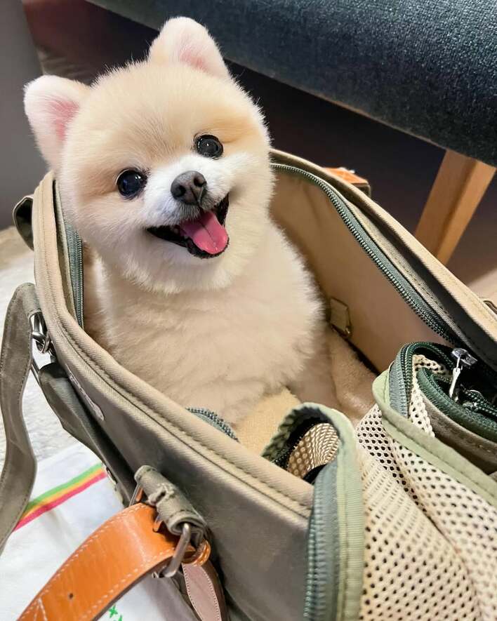 かなりの確率でおもしろ写真」佐藤栞里 自身“そっくり”な愛犬のかわい