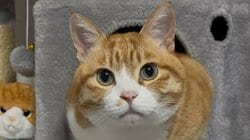 添い寝がほぼ人間な“魔性の猫”が話題！密着して気持ちよさそうに眠る姿に「なんたる幸せ」「ほれてまうやろ〜」【激かわアニマル奇跡の瞬間】