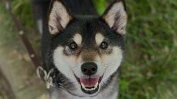 柴犬が“まるでダンス”な喜び表現をする姿に「こりゃたまらん！」と反響！全身使ってピョンピョンとする心温まる瞬間に「興奮が伝わってくる」【激かわアニマル奇跡の瞬間】