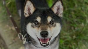 柴犬が“まるでダンス”な喜び表現をする姿に「こりゃたまらん！」と反響！全身使ってピョンピョンとする心温まる瞬間に「興奮が伝わってくる」【激かわアニマル奇跡の瞬間】